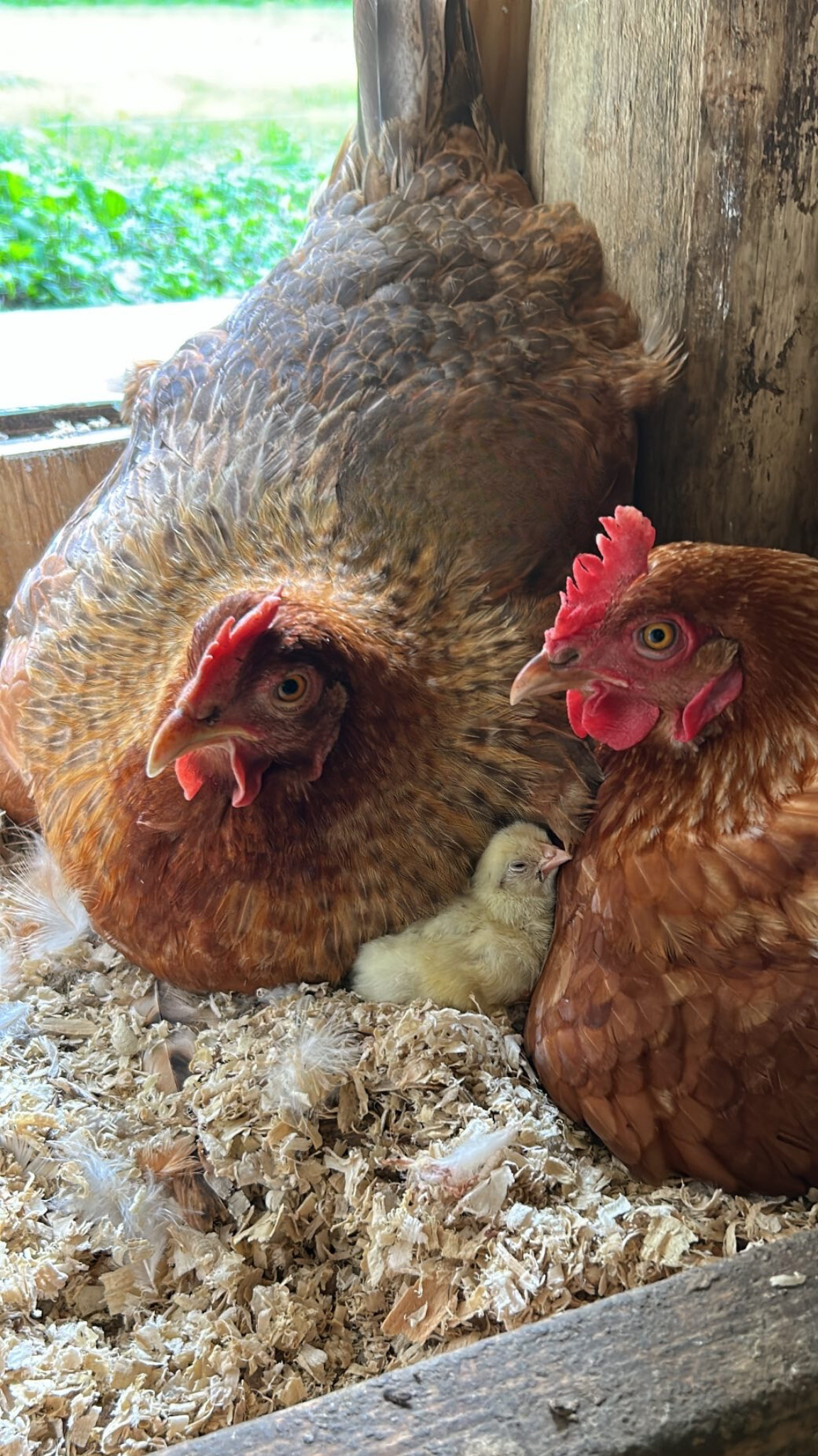 Spring CSA Sign-up