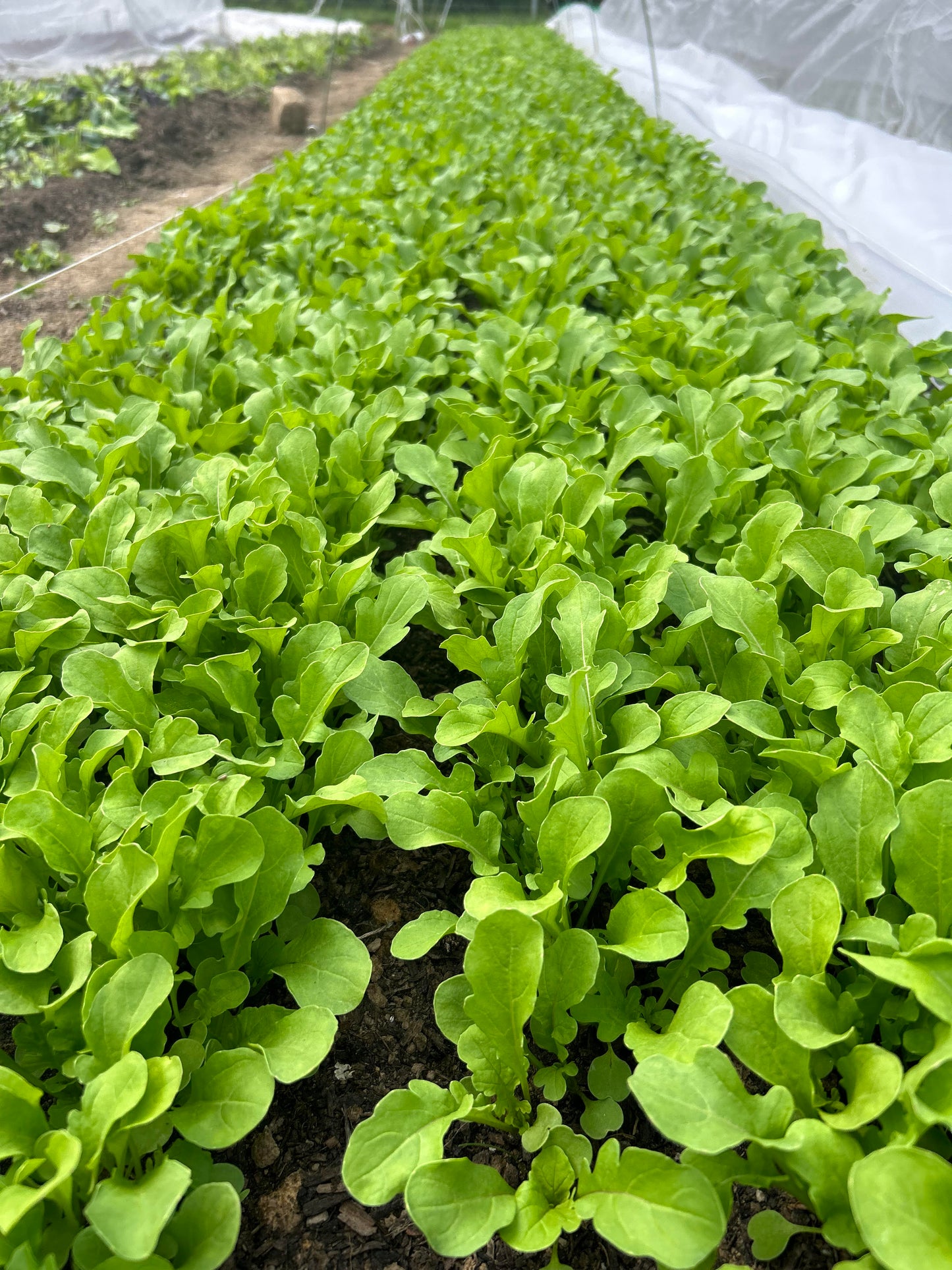 Spring CSA Sign-up