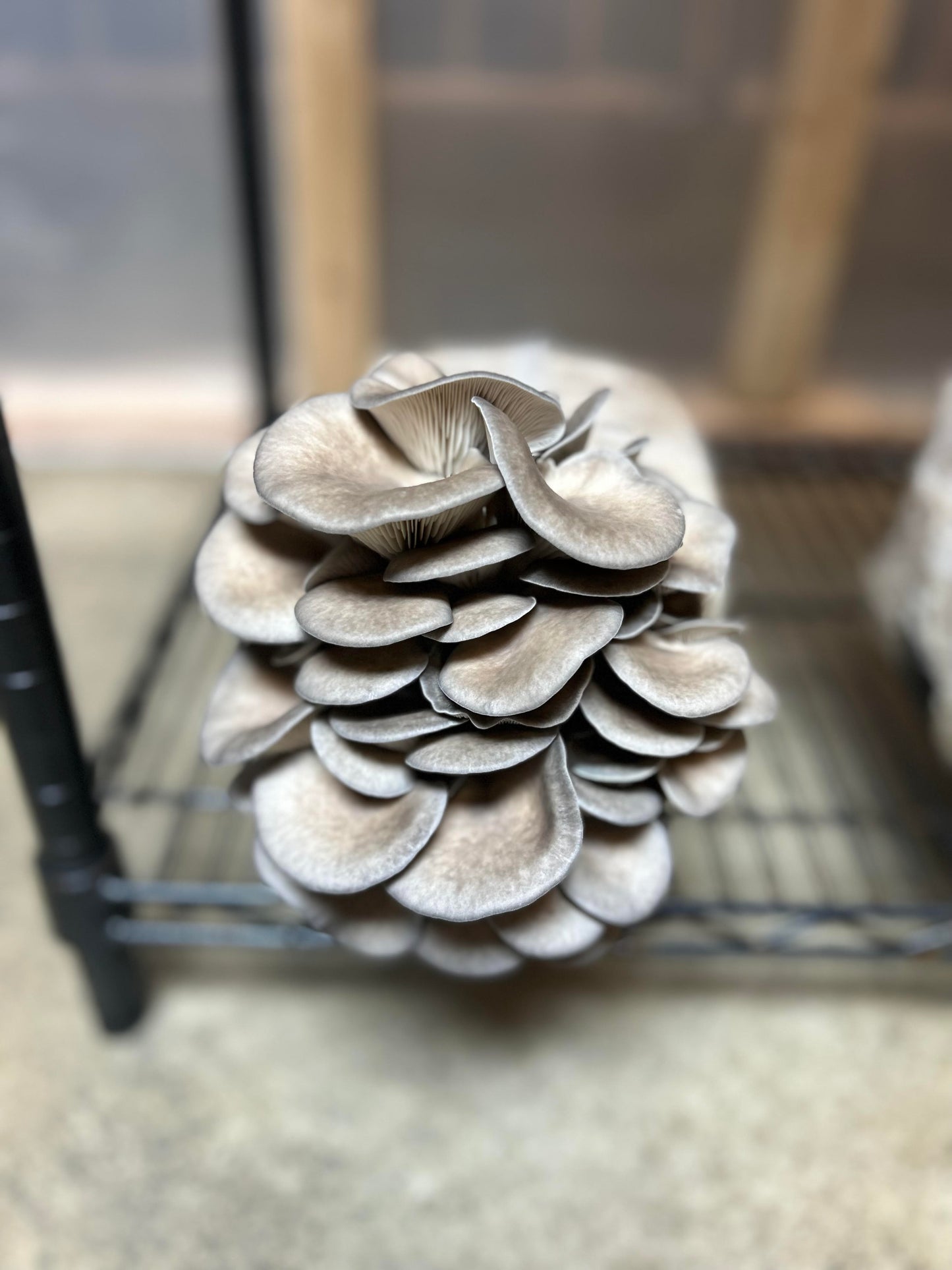 Spring CSA Sign-up