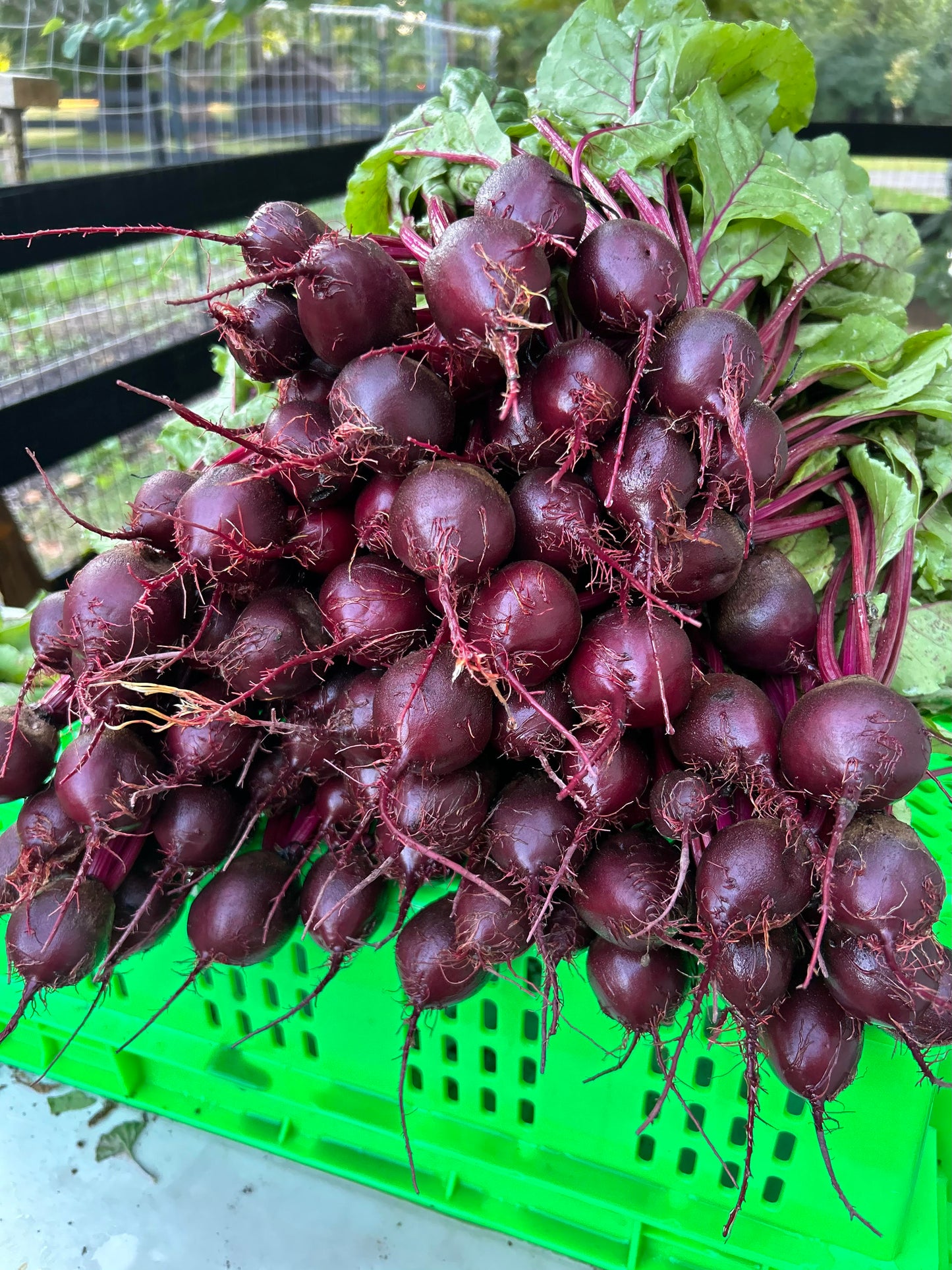 Spring CSA Sign-up