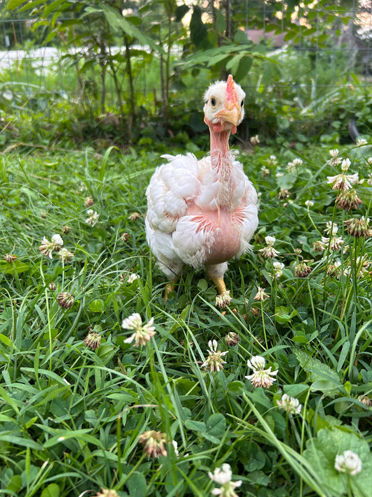 Chicken Deposit